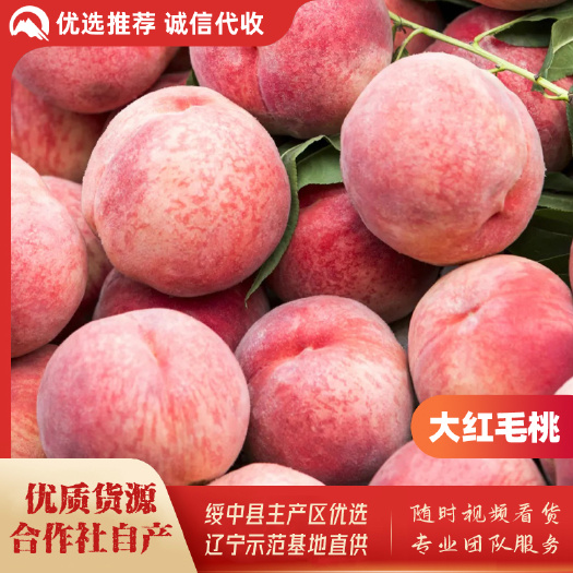 绥中县黄金油蟠桃基地，2024年红毛桃，油桃，春雪桃，突围桃