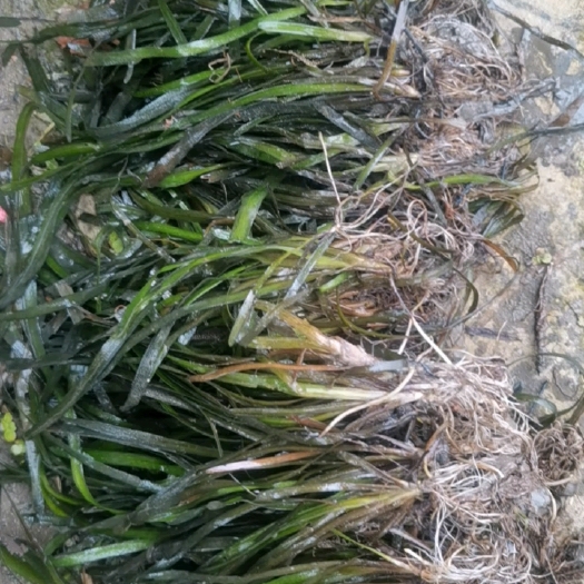 杭州苦草