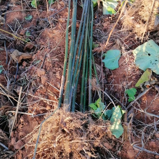 都昌县泡桐苗供应泡桐