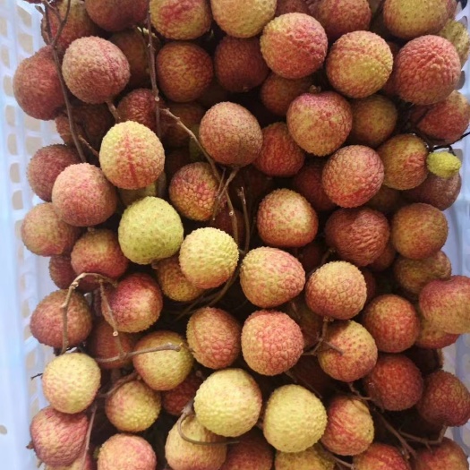 平和县荔枝\兰竹，糯米糍荔枝