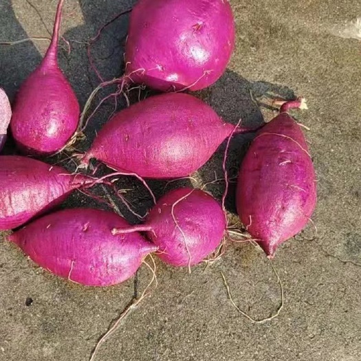 紫罗兰紫薯 花叶紫小花叶徐紫八号
