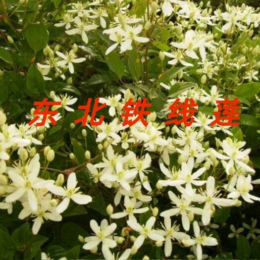 东辽县威灵仙 山辣椒秧 二年苗