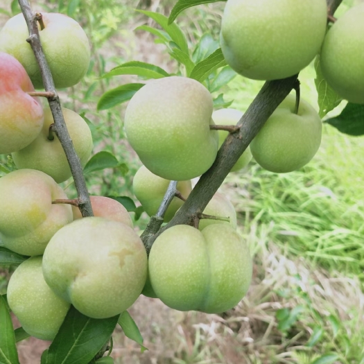 富顺县卖茵桃李