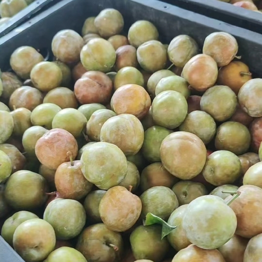 恭城县三华李厂货，电商