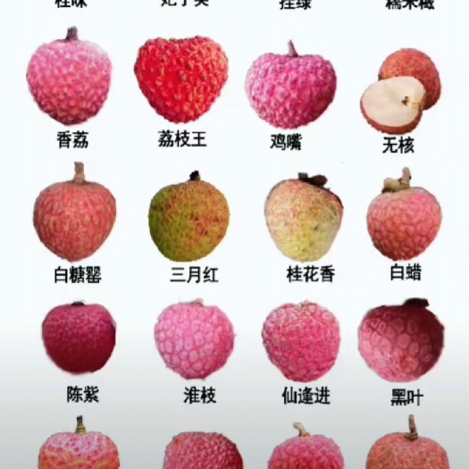 合江县荔枝
