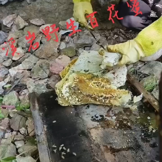 蓝山县溪岩白花蜜