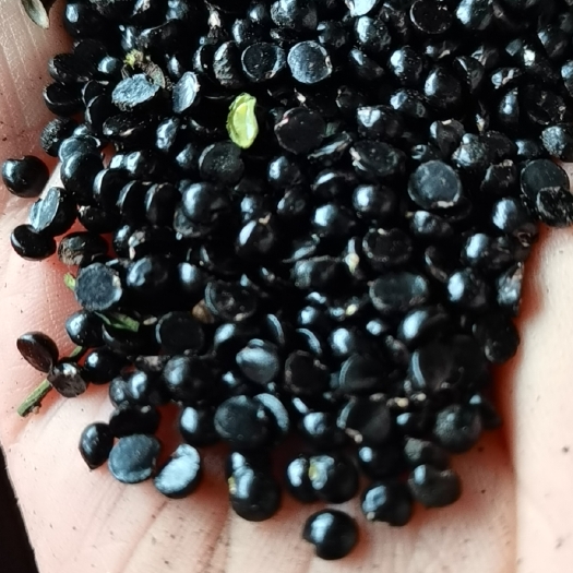 重庆市九叶青花椒籽，现货