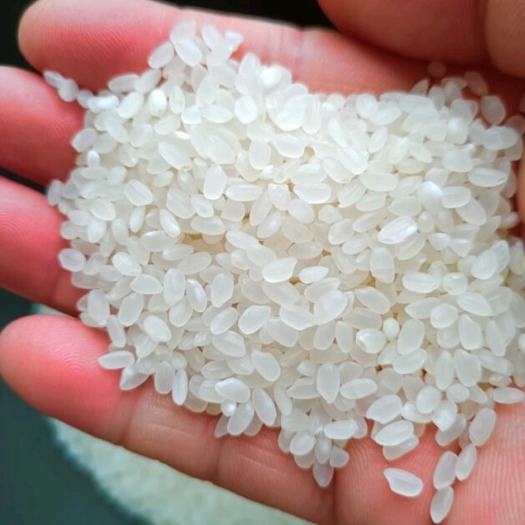 上海盘锦蟹田大米，大量出，价格好说