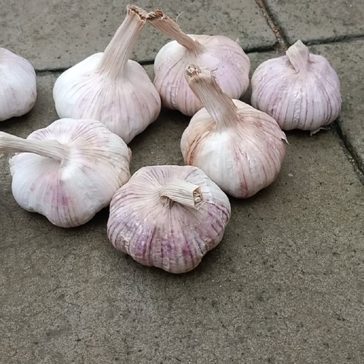 丰县红皮蒜  大蒜