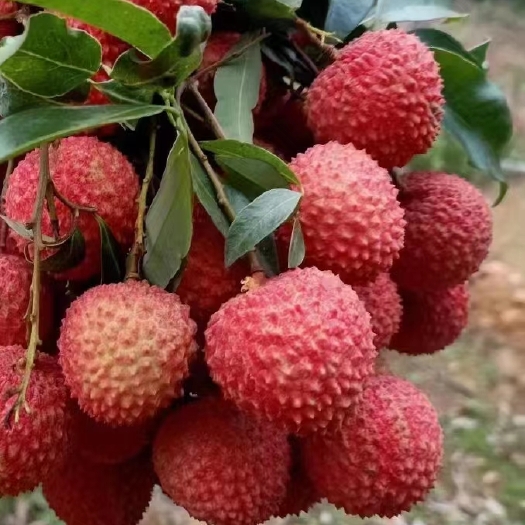 广州广东增城桂味