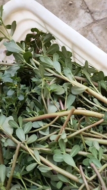 马齿苋干菜，水洗水煮后晒干，产地直销，供超市，饭店及食品加工