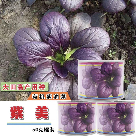 紫色油菜种子紫美油菜种子鸡毛菜四季小青菜蔬菜籽孑农家菜园