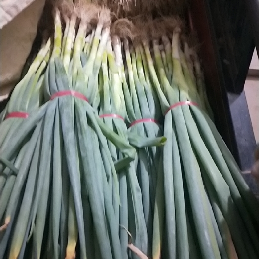 大荔县大葱，新鲜大葱，自产