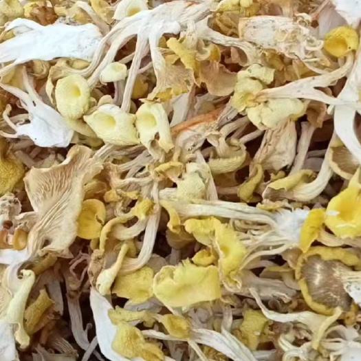 大量批发鸡油菌，烘干晒干都有，价格很实惠