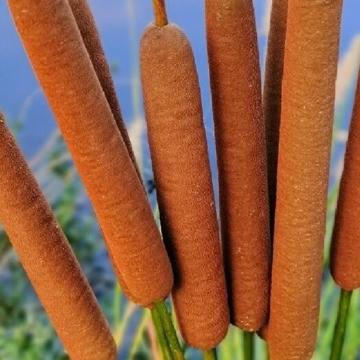 麻城市香蒲，蒲棒