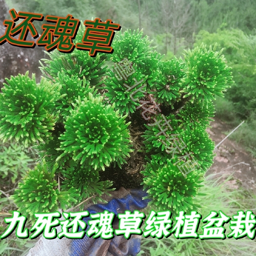 仁化县九死还魂草卷柏绿植盆栽