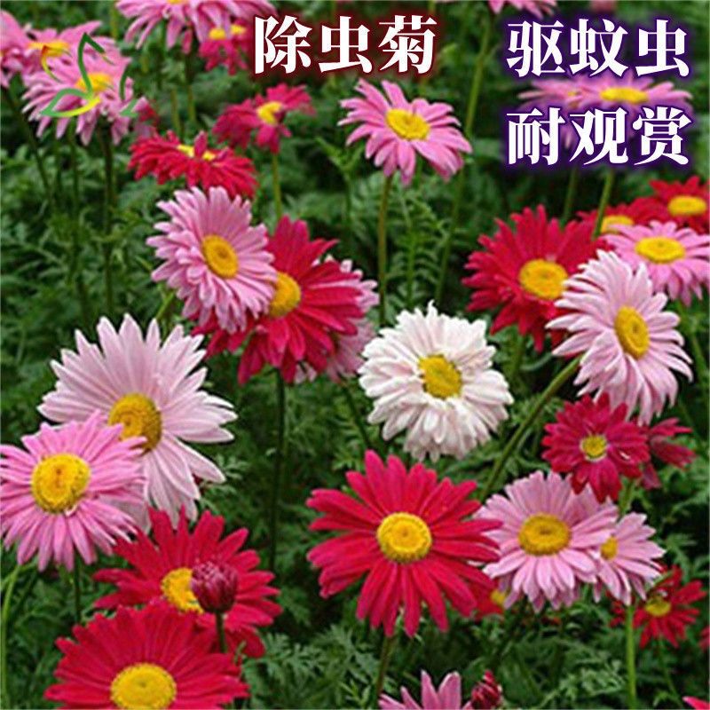 灌云县除虫菊种子驱蚊草驱虫菊花种籽子多年生混色花种子四季易活盆栽