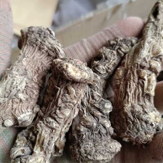 陇西县岷县无硫当归头。产地直发。新货全干。