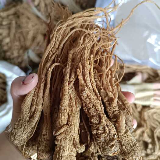 陇西县岷县黄当归，商用中条。