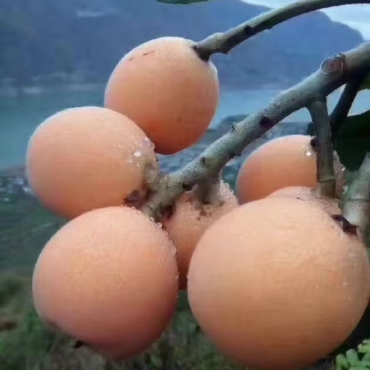永善县永善务基大五星枇杷