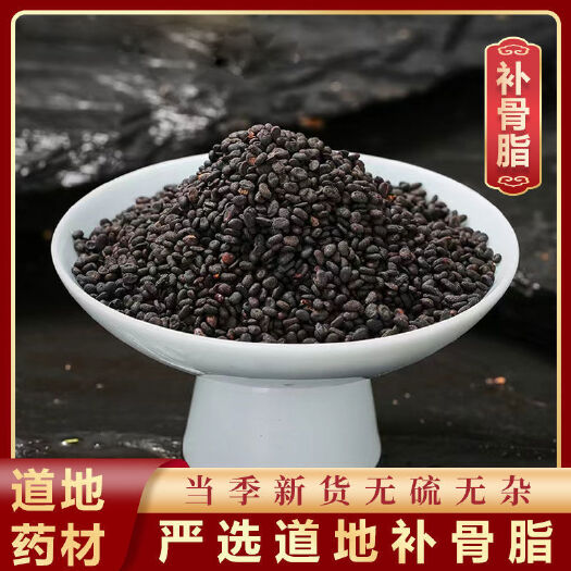 固阳县补骨质补骨脂批发补骨脂 新货黑故子破故纸胡韭