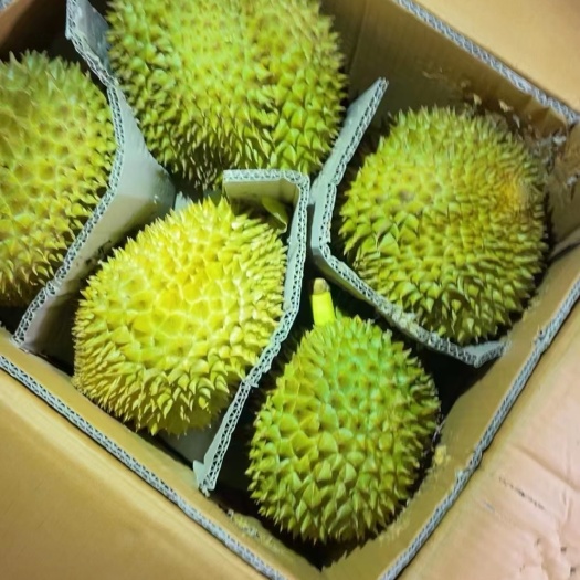 广州泰国金枕头榴莲a6，口感香甜软糯，泰国一手对接，可以包柜