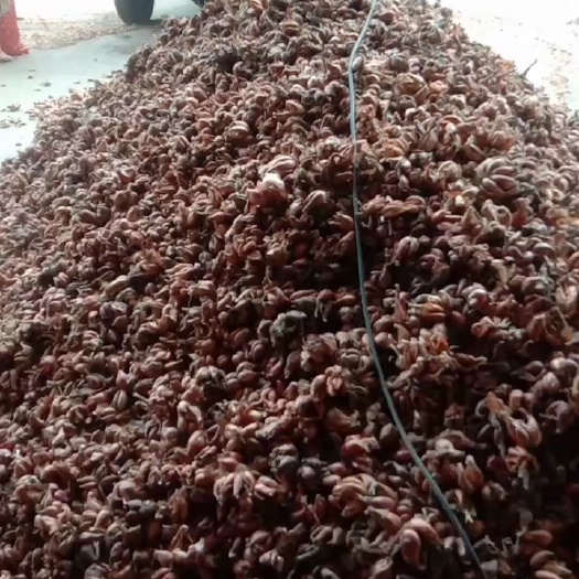 成都小黄葱产地直供