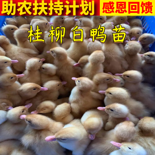 纯种桂柳白鸭苗樱桃谷白鸭北京白鸭苗包打疫苗