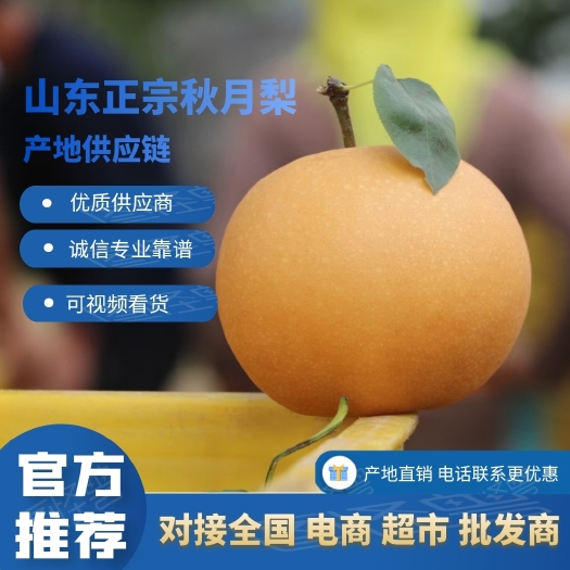 冠县山东秋月梨产地 货源充足 整车发货 一件代发 团购 电商供货