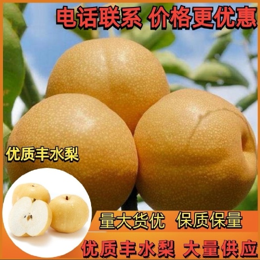 山东优质丰水梨产地 海量货源 出口品质 支持一件代发