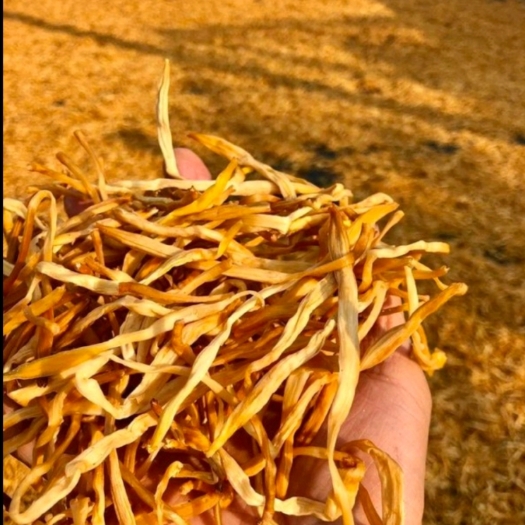 江永县2022年 黄花菜 新菜上市 质优价廉！产地直销