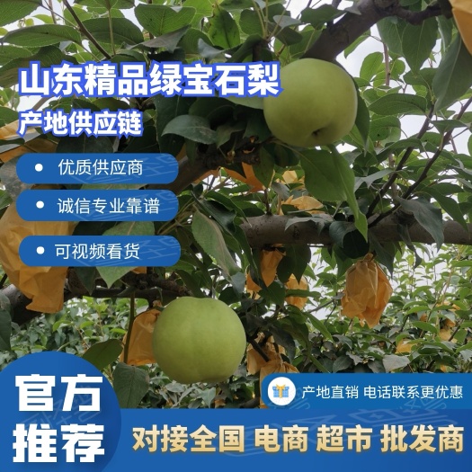 冠县绿宝石梨 青皮已上市大量供应商超 市场 社区团购电商一件代发