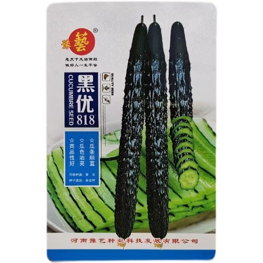 扶沟县黑优818黄瓜种子抗病性强早熟性好油亮型密刺瘤产量高顺直