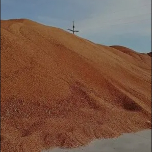 桃源县红缨子糯高粱净粮