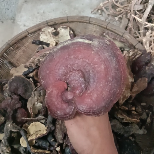 乐业县红灵芝