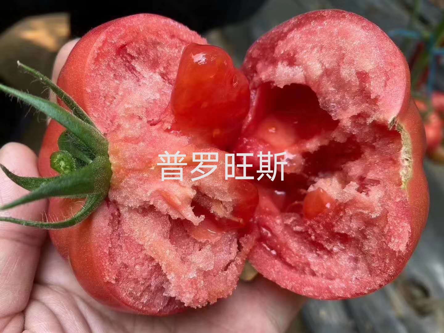 寿光市普罗旺斯西红柿苗，口感好，沙瓤
