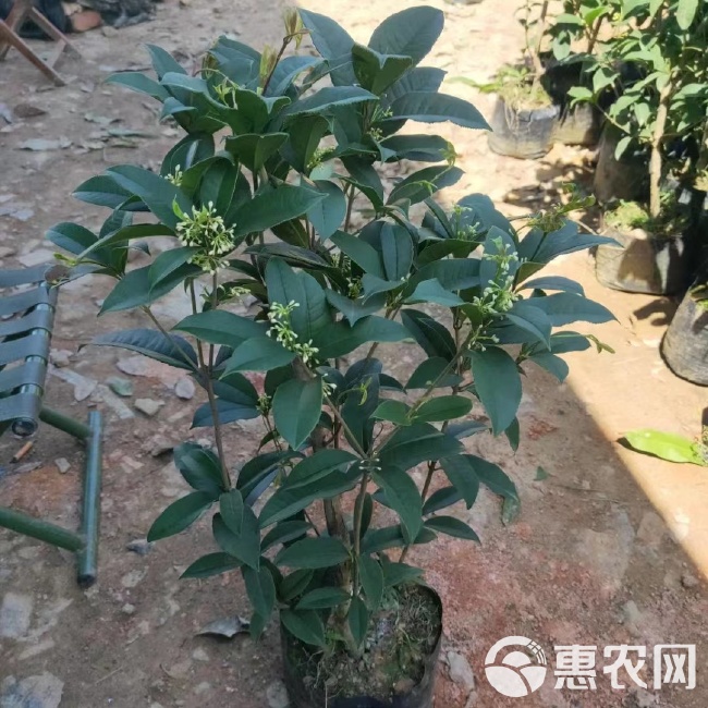 包邮优质四季桂花苗基地直发特香桂花树庭院别墅盆栽