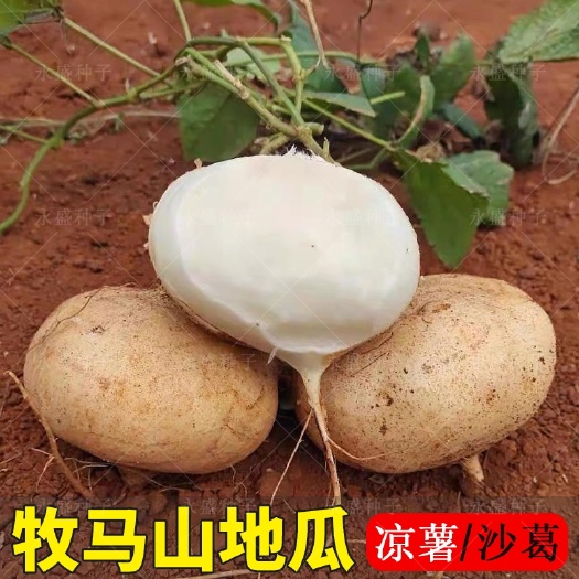 南宁牧马山凉茹种子地瓜种子特早熟香甜沙葛土瓜种农家蔬菜种孑