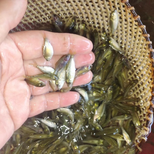 通道县鲤鱼苗 稻田鲤鱼苗 金背鲤鱼苗