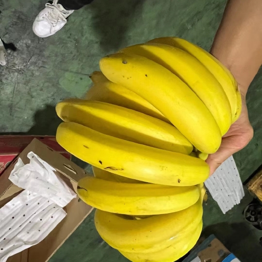上海精品二黄蕉今天出库800箱