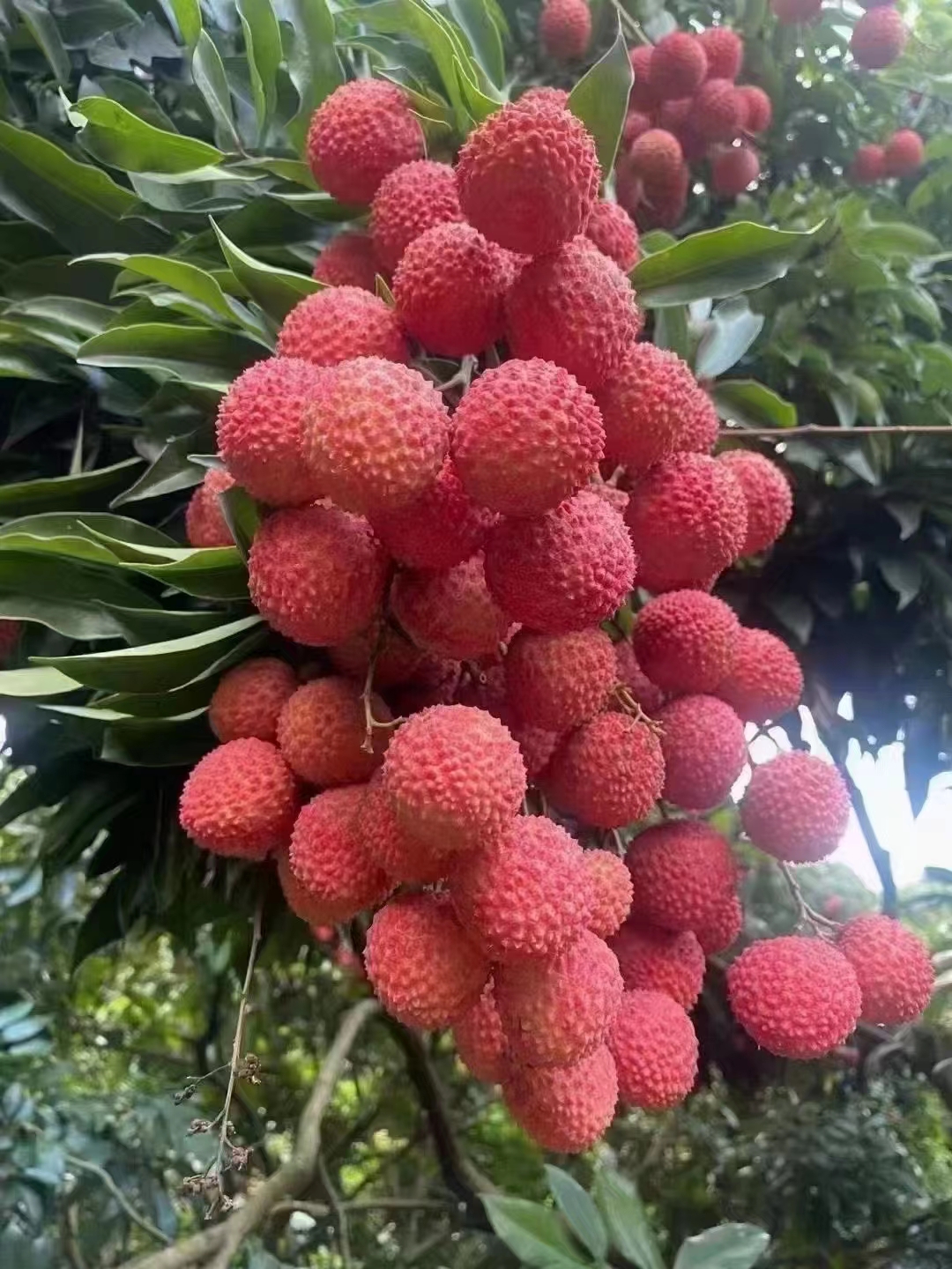 桂味
