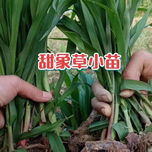 罗甸县甜象草3号幼苗耐寒红象草苗高产皇竹草苗牧草种苗喂牛羊泡沫箱包