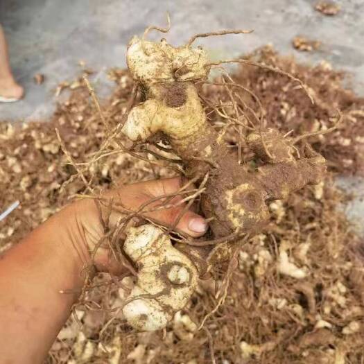 成都黄精块茎芽头