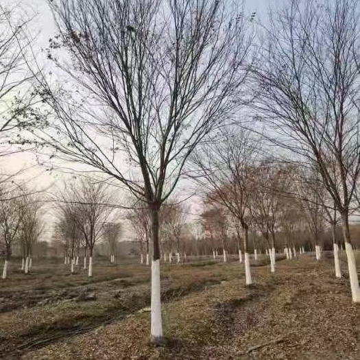 邳州市榉树红榉树8-30公分榉树工程苗地产榉树