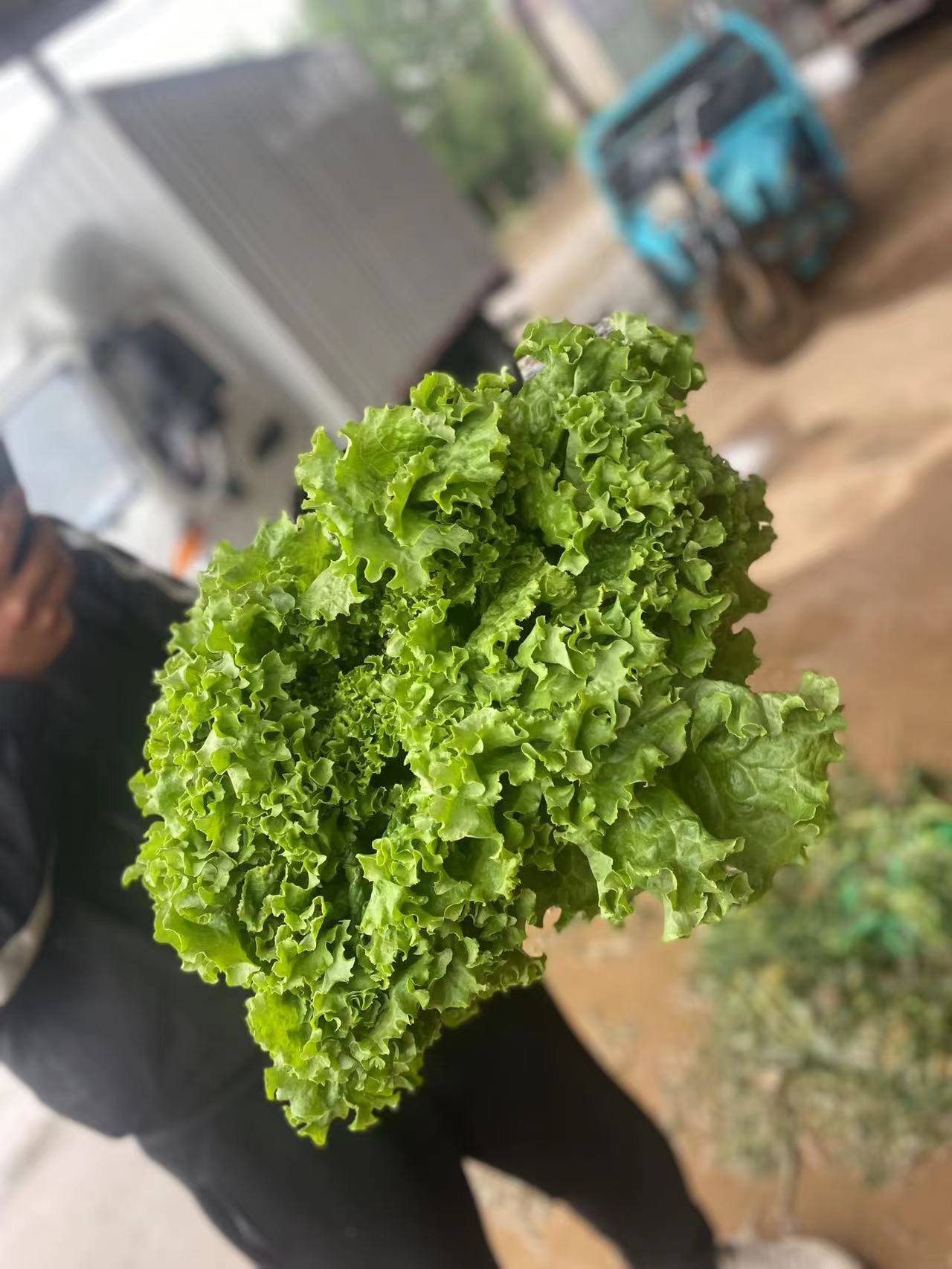河北邯鄲精品生菜，葉大梗小，產(chǎn)地直銷。