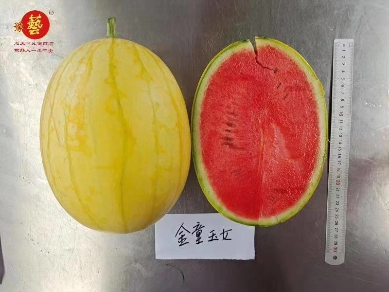 金童玉女瓜之宝礼品西瓜种子早熟皮薄2公斤含糖14清香
