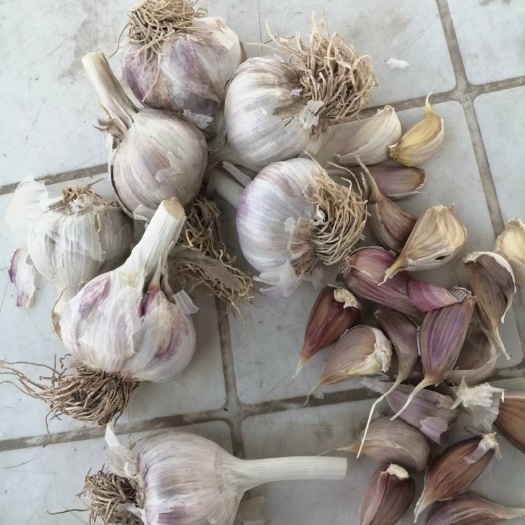 沛县紫皮大蒜 苔蒜，蒜头四川川蒜头，产地直销，大量供应，代收代办