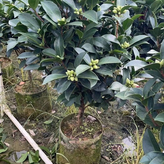 漳平市精品四季杜鹃红山茶重瓣，夏日七心，怀金拖紫