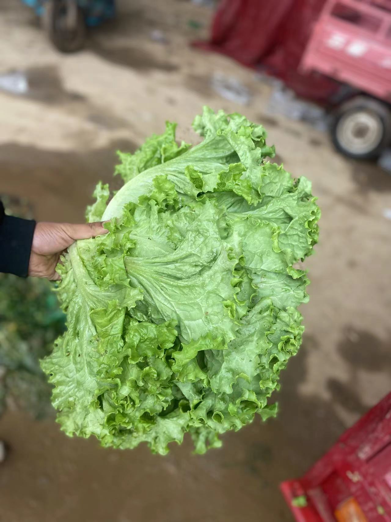 河北邯鄲精品生菜，葉大梗小，產(chǎn)地直銷。