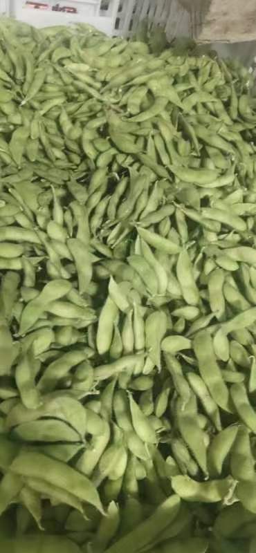 沛县大角三米毛豆，颜色绿，角型好看。